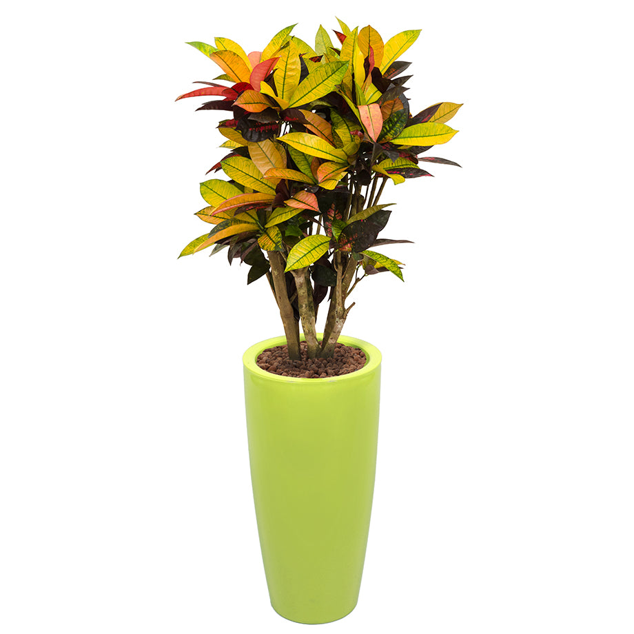 Croton codiaeum plant Mrs Icerton complete in lime green round Ritz container