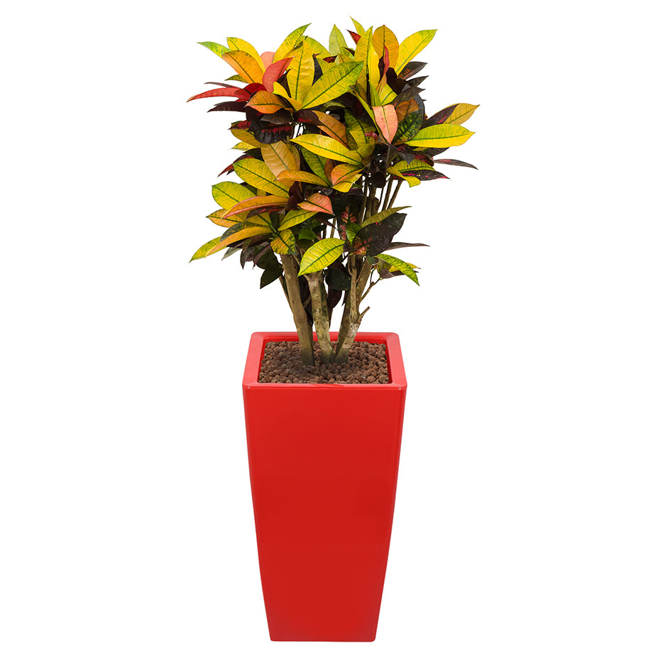 Croton codiaeum plant Mrs Icerton complete in red square Ritz container