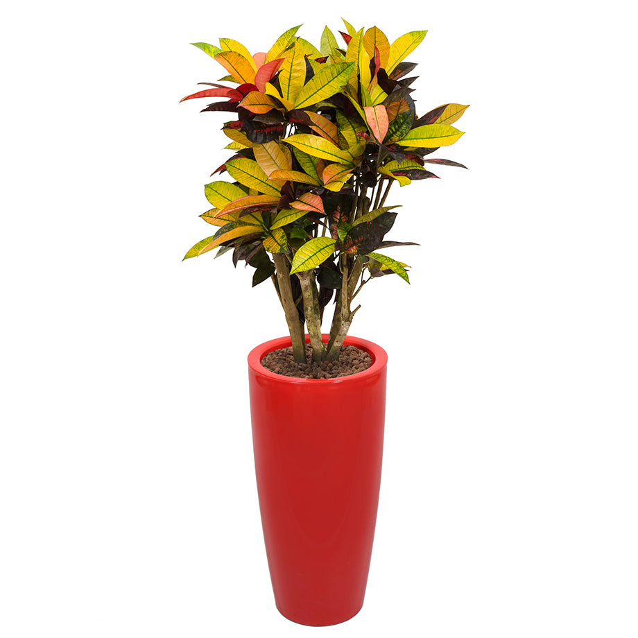 Croton codiaeum plant Mrs Icerton complete in red round Ritz container