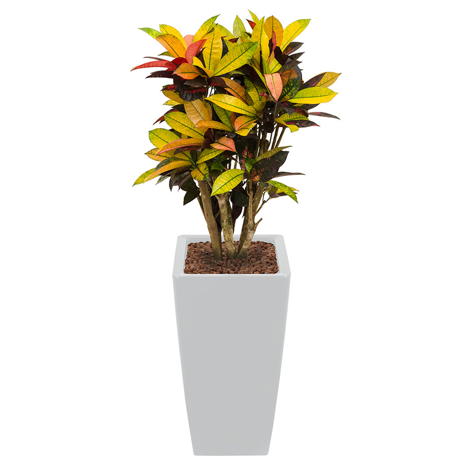 Croton codiaeum plant Mrs Icerton complete in square silver Ritz container