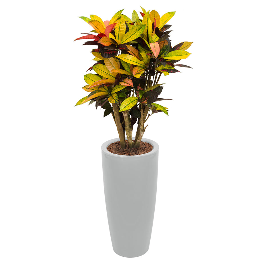 Croton codiaeum plant Mrs Icerton complete in round silver Ritz container