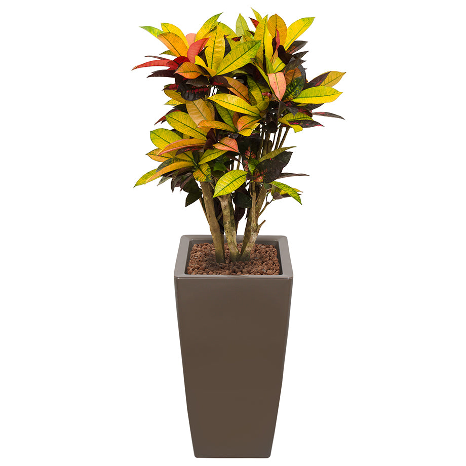 Croton codiaeum plant Mrs Icerton complete in square taupe Ritz container