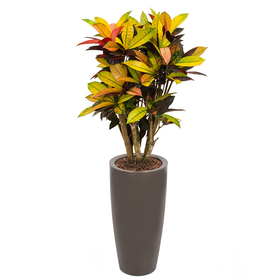 Croton codiaeum plant Mrs Icerton complete in round taupe Ritz container