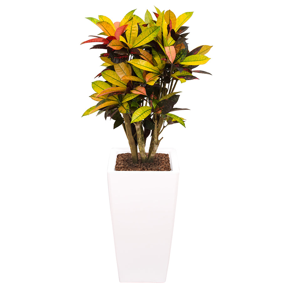 Croton codiaeum plant Mrs Icerton complete in square white Ritz container