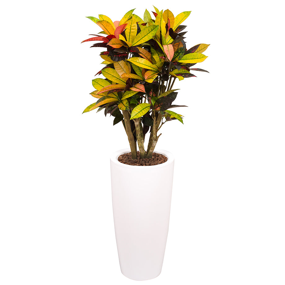 Croton codiaeum plant Mrs Icerton complete in white round Ritz container