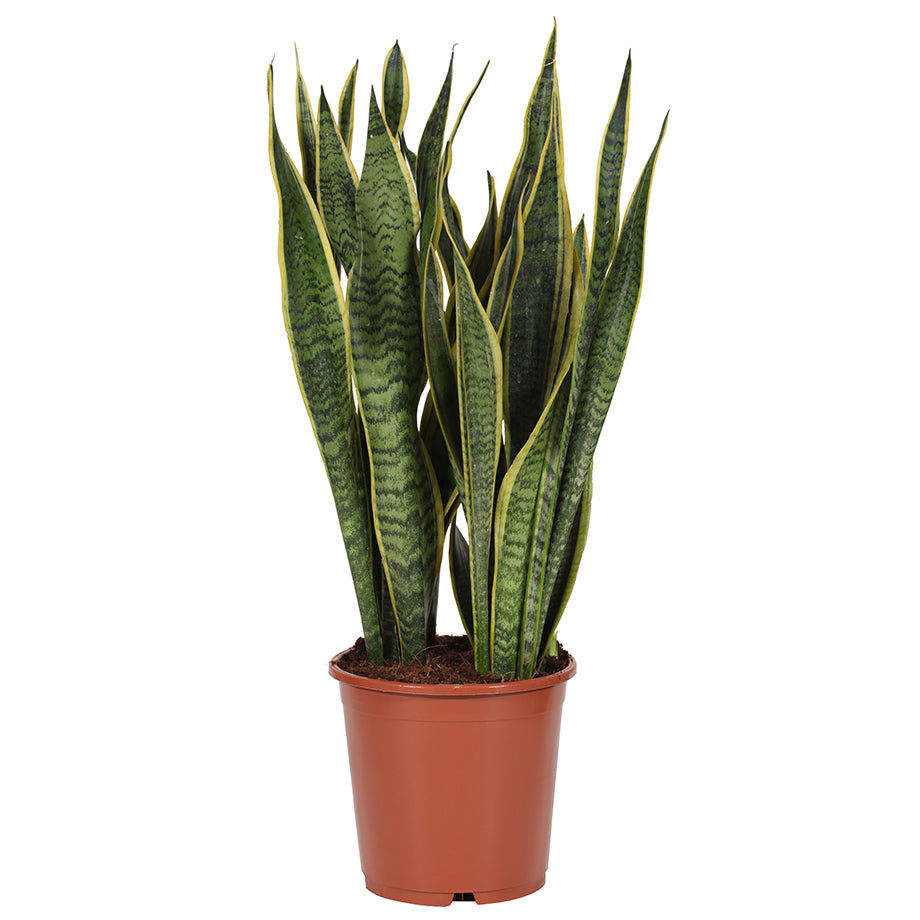 Sansevieria laurentii  70cm