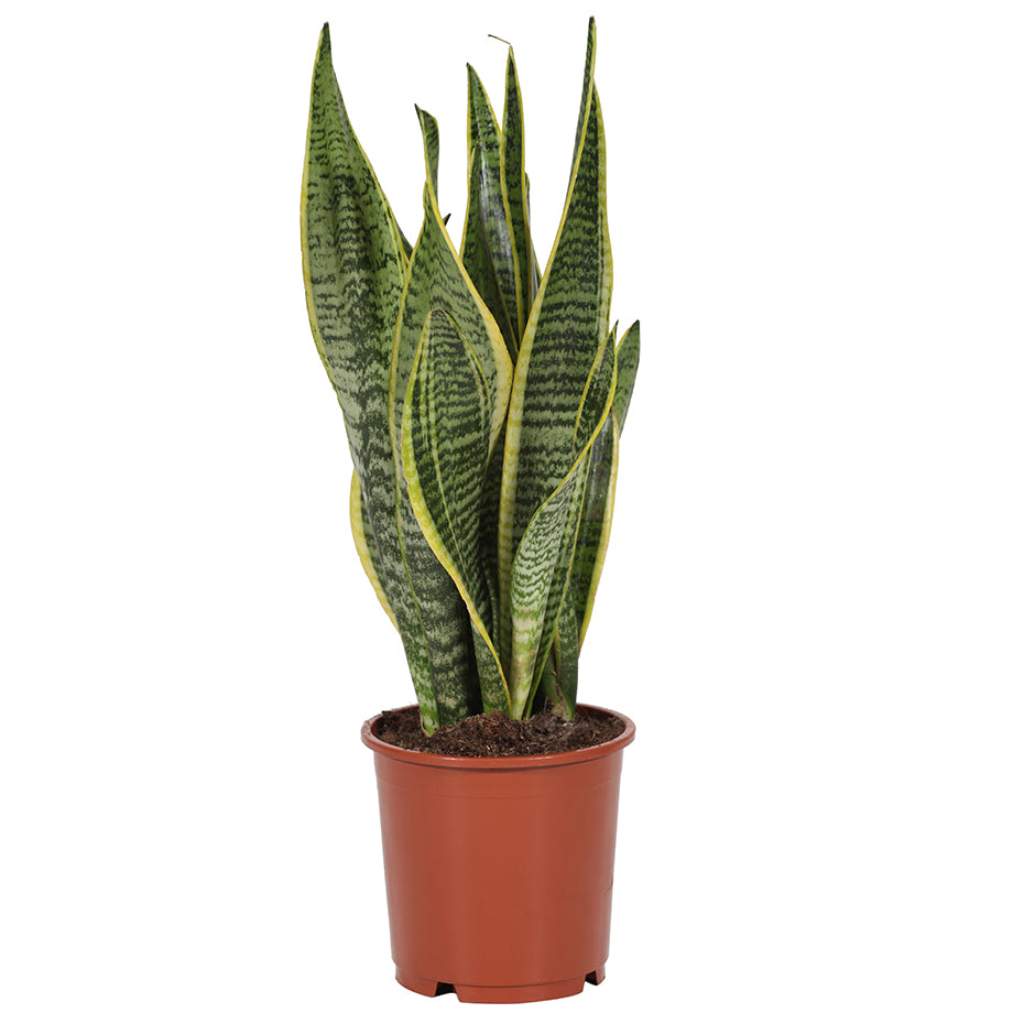 Sansevieria laurentii  40cm