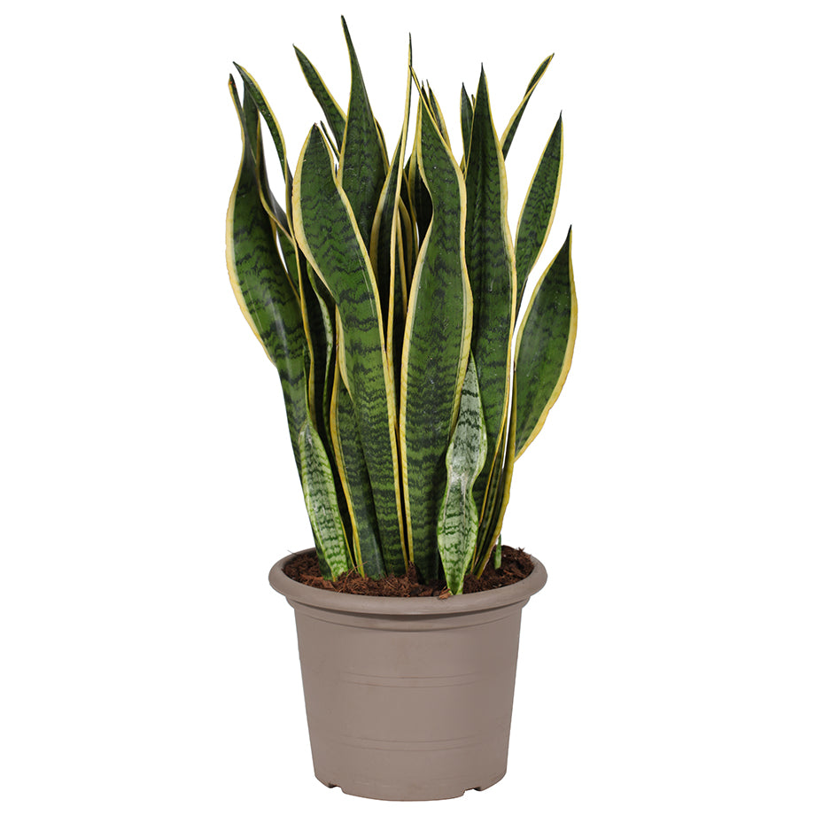 Sansevieria laurentii  100cm