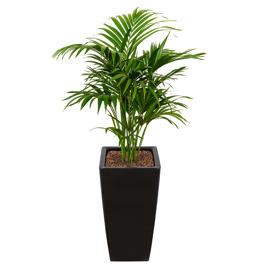 Kentia howea palm in Ritz Square tall pot black