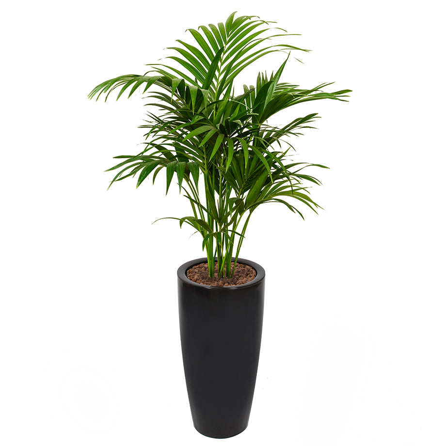 Kentia howea palm in Ritz round tall pot black