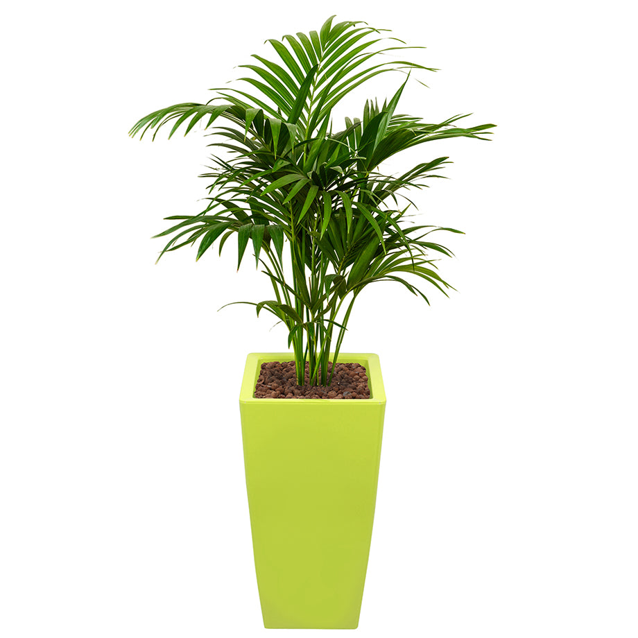 Kentia howea palm in Ritz Square tall pot lime green