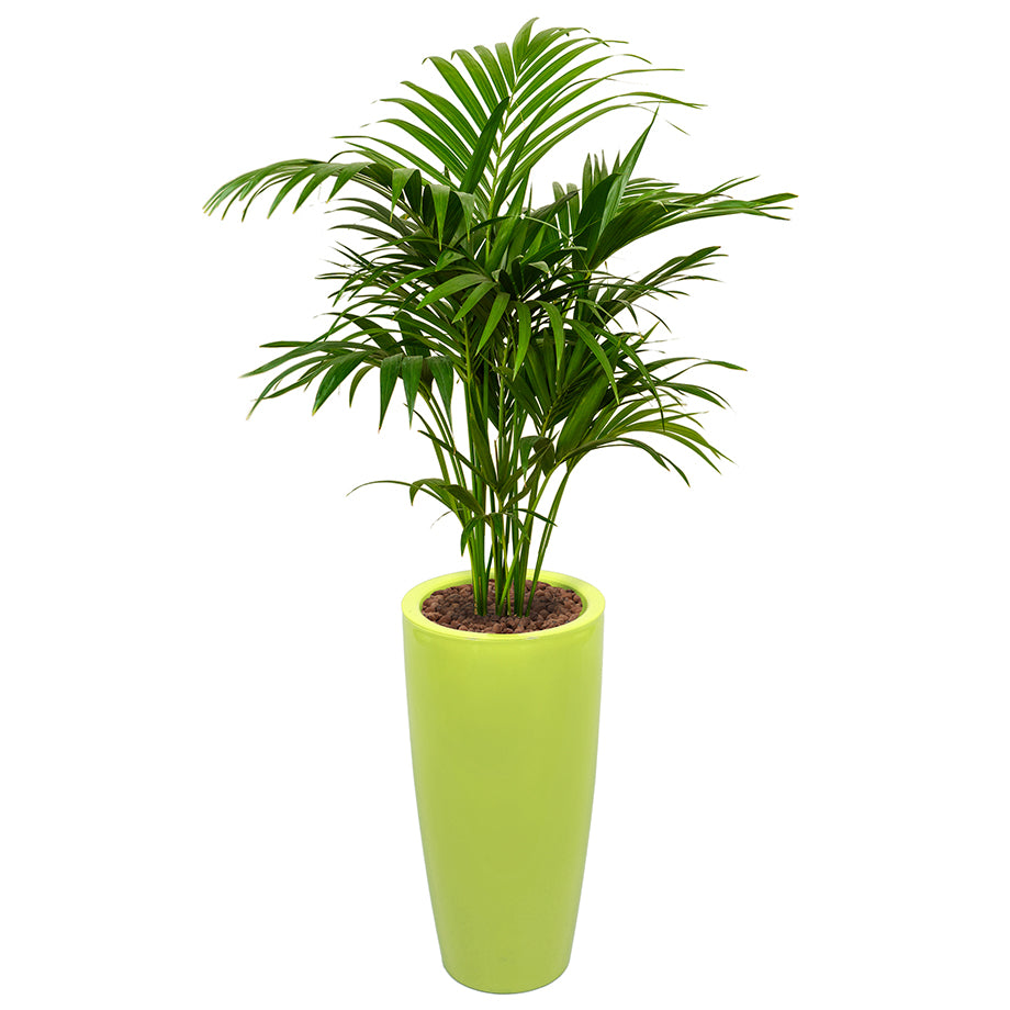 Kentia howea palm in round lime green Ritz container