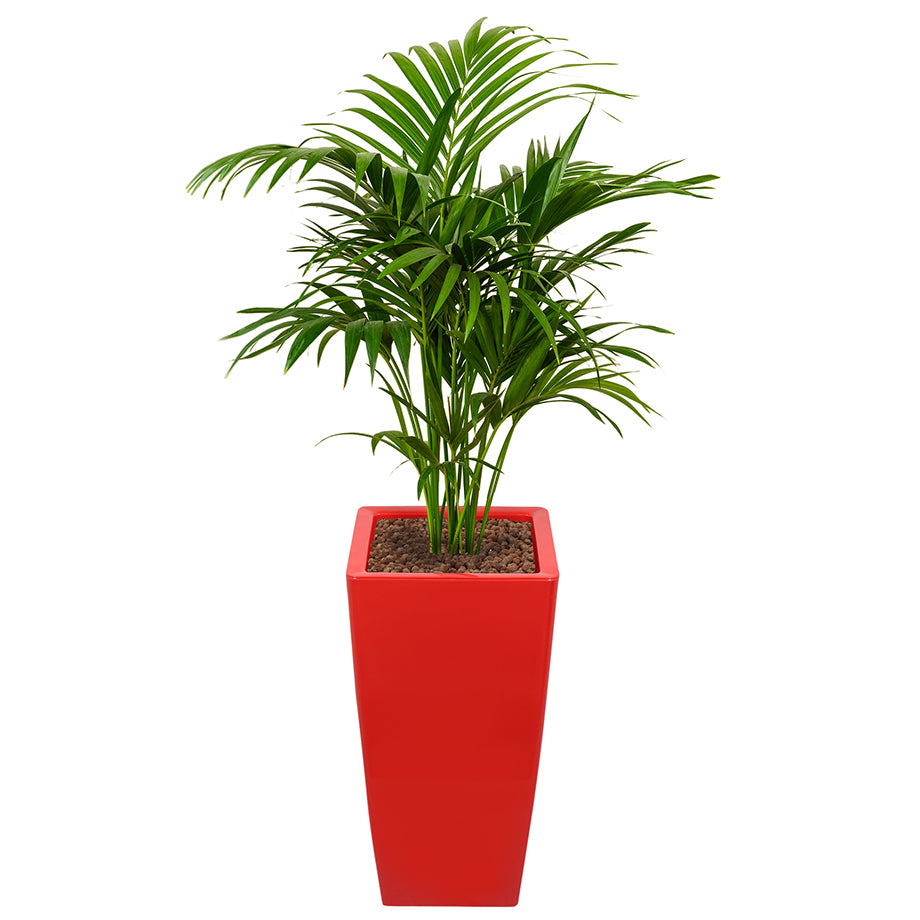 Kentia howea palm in ritz Square tall pot red