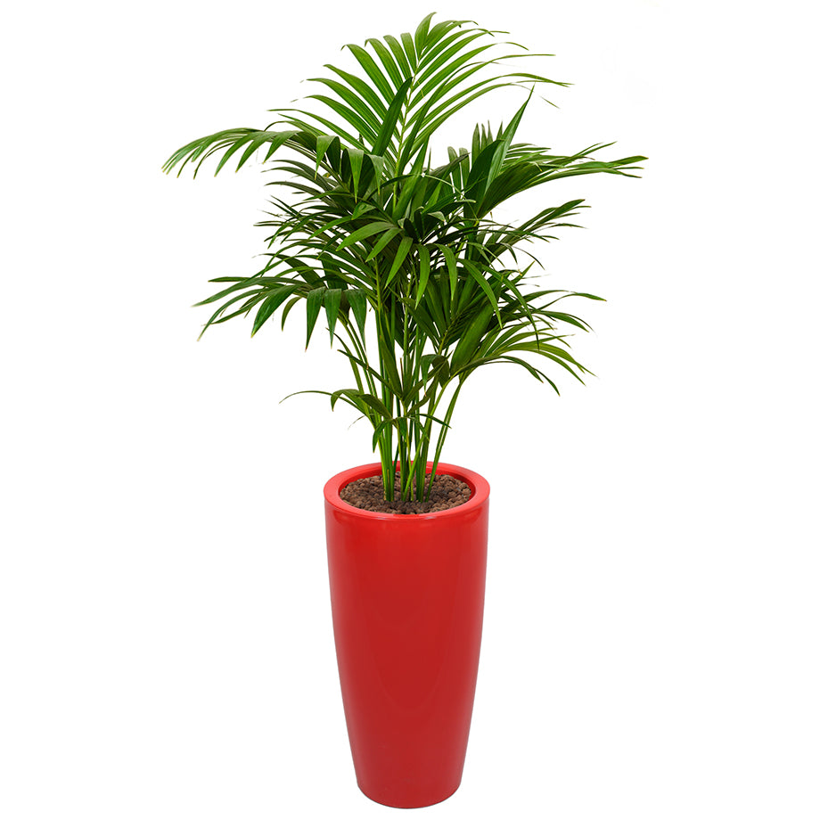 Kentia howea palm in Ritz round tall pot red