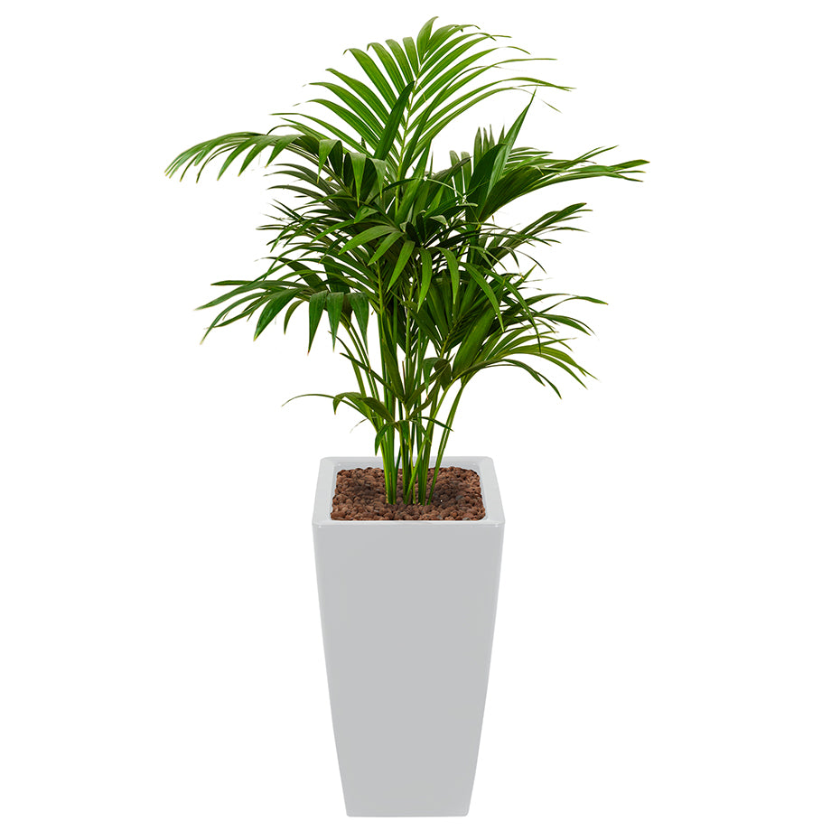 Kentia Howea palm in silver Ritz Square tall container 