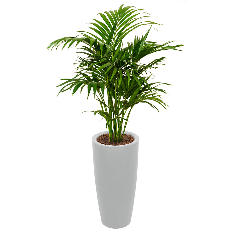 Kentia Howea palm in silver Ritz round container