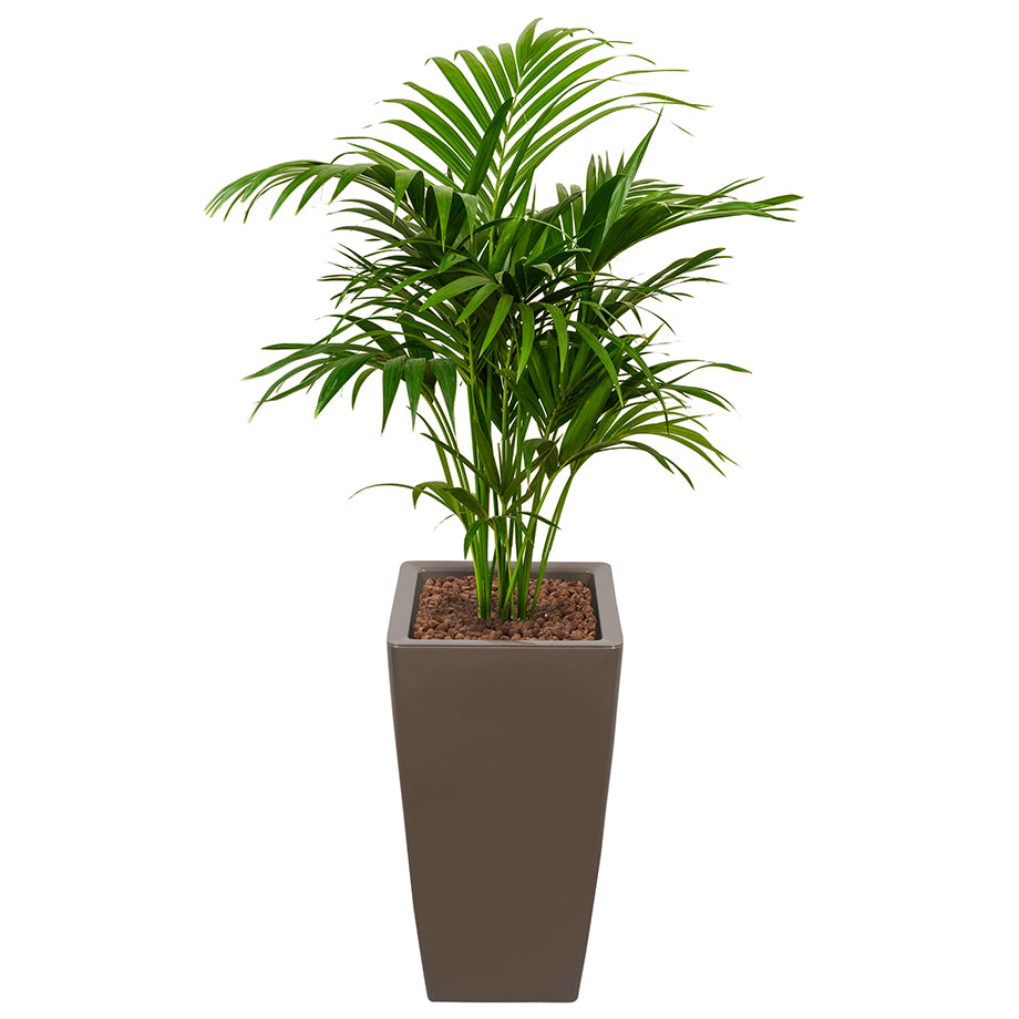 Kentia howea palm in Ritz Square tall pot Taupe