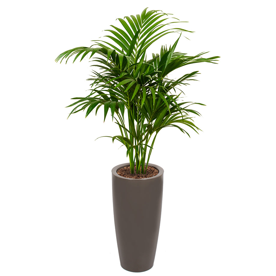 Kentia howea palm in Ritz round tall pot Taupe