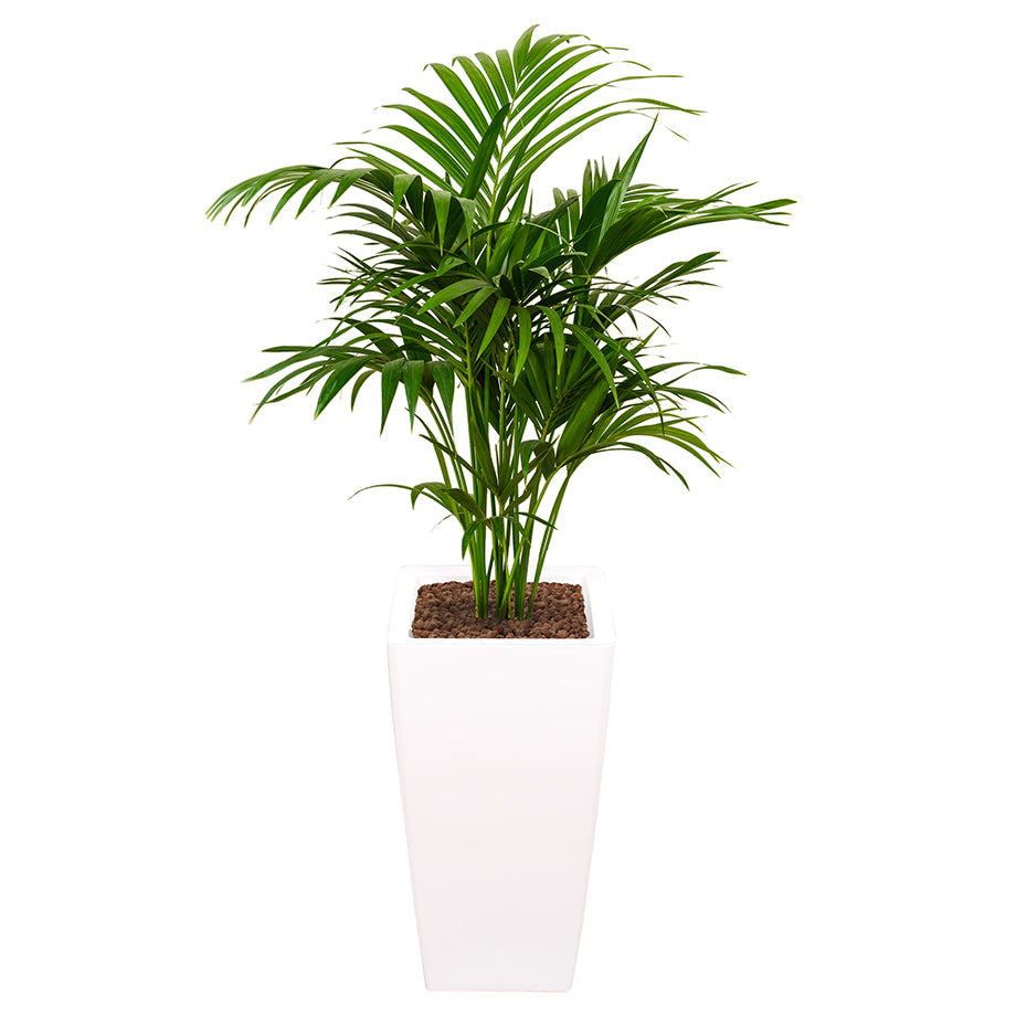 Kentia howea palm in Ritz Square tall pot White