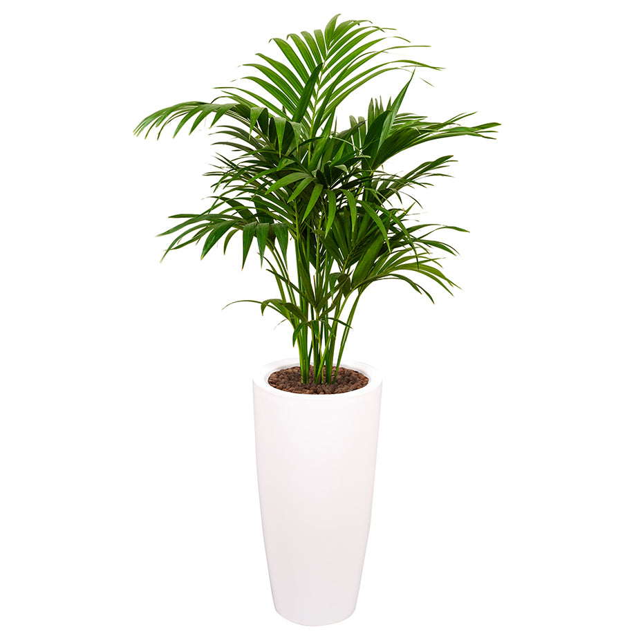 Kentia howea palm in Ritz round tall pot white