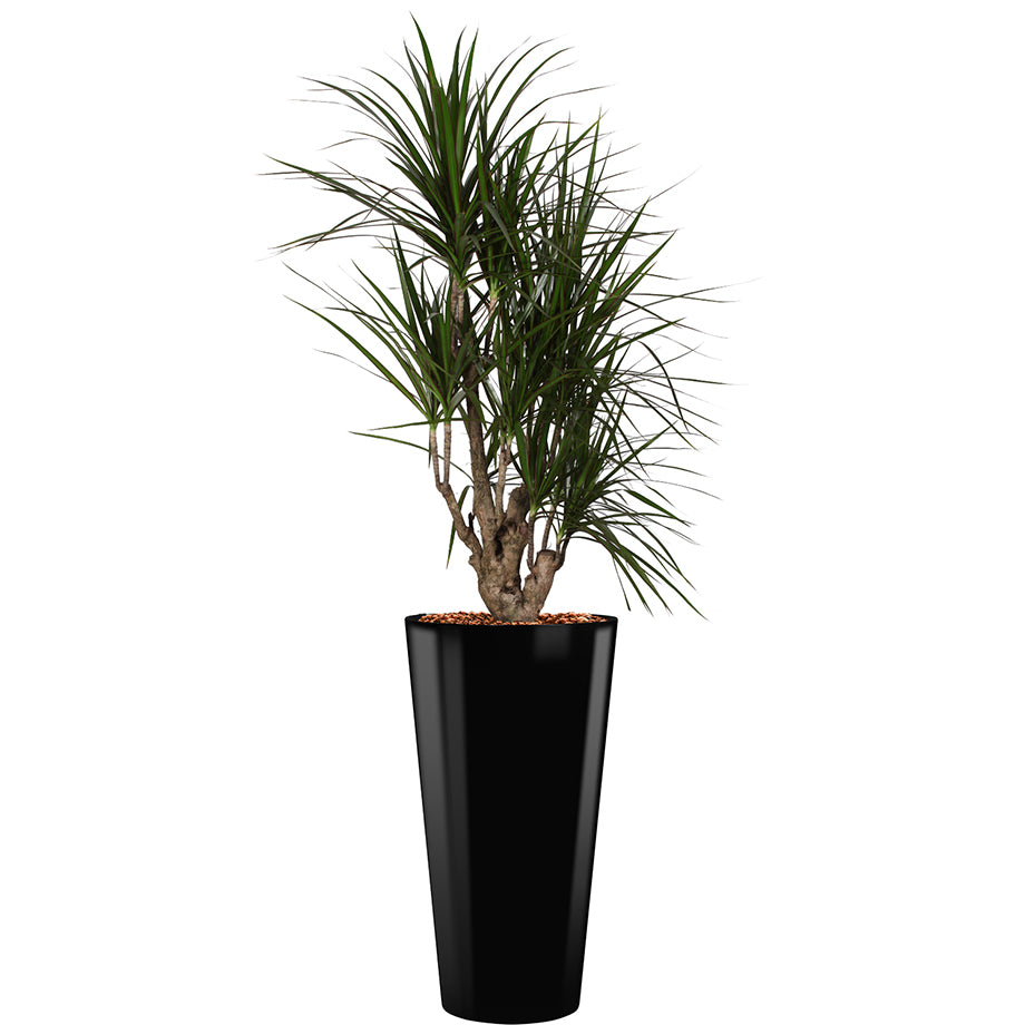 Dracaena Marginarta in black round Potz container