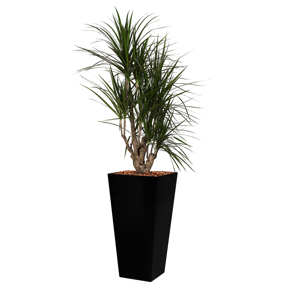 Dracaena Marginarta in black square Potz container