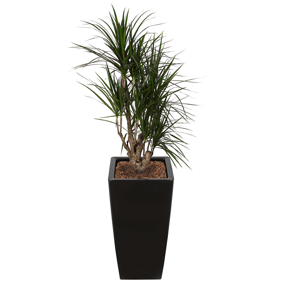 Dracaena Marginarta in Black square Ritz container