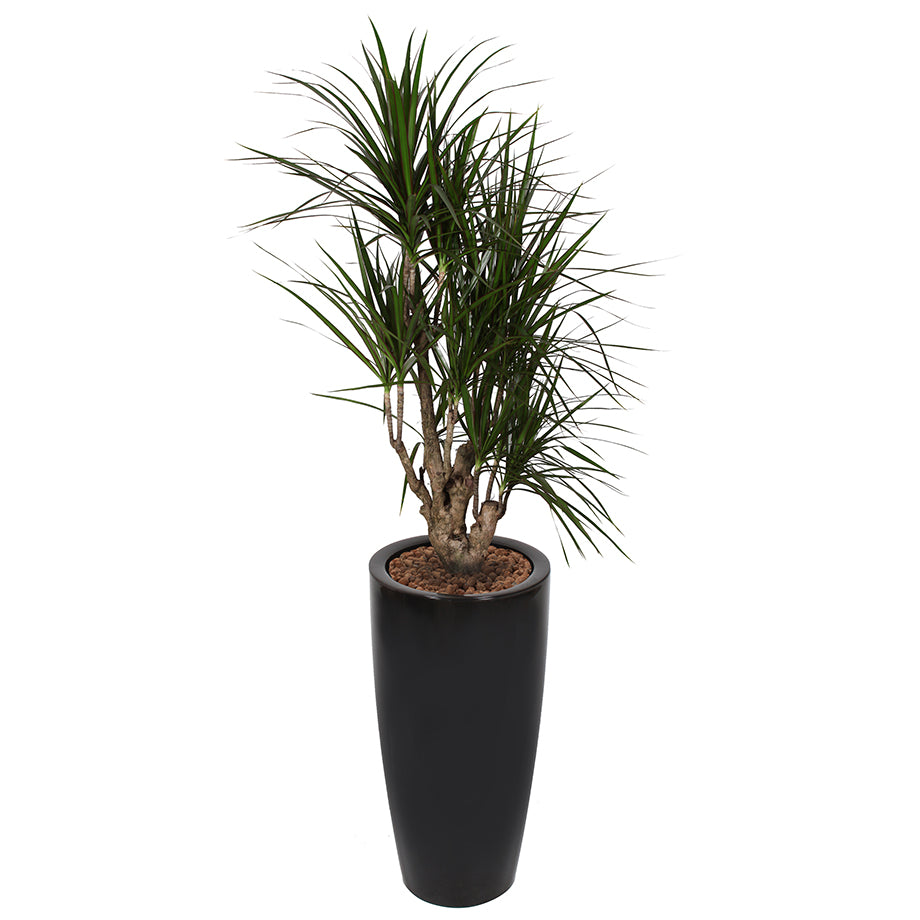 Dracaena Marginarta in Black round Ritz container