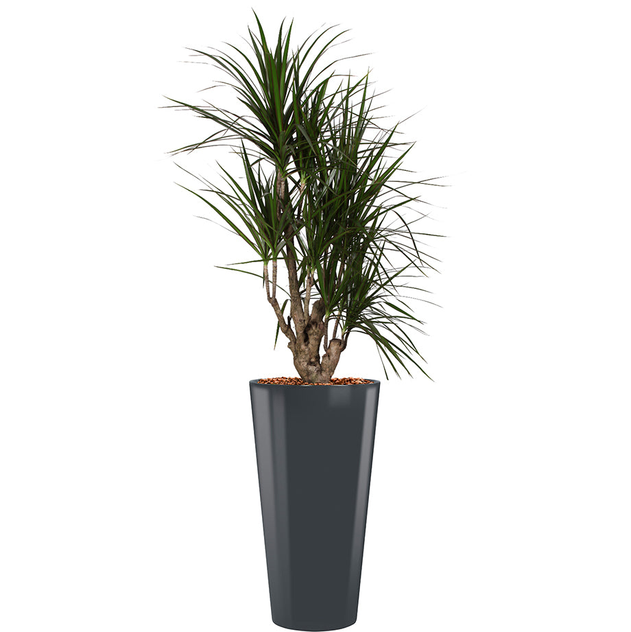 Dracaena Marginarta in anthracite round Potz container