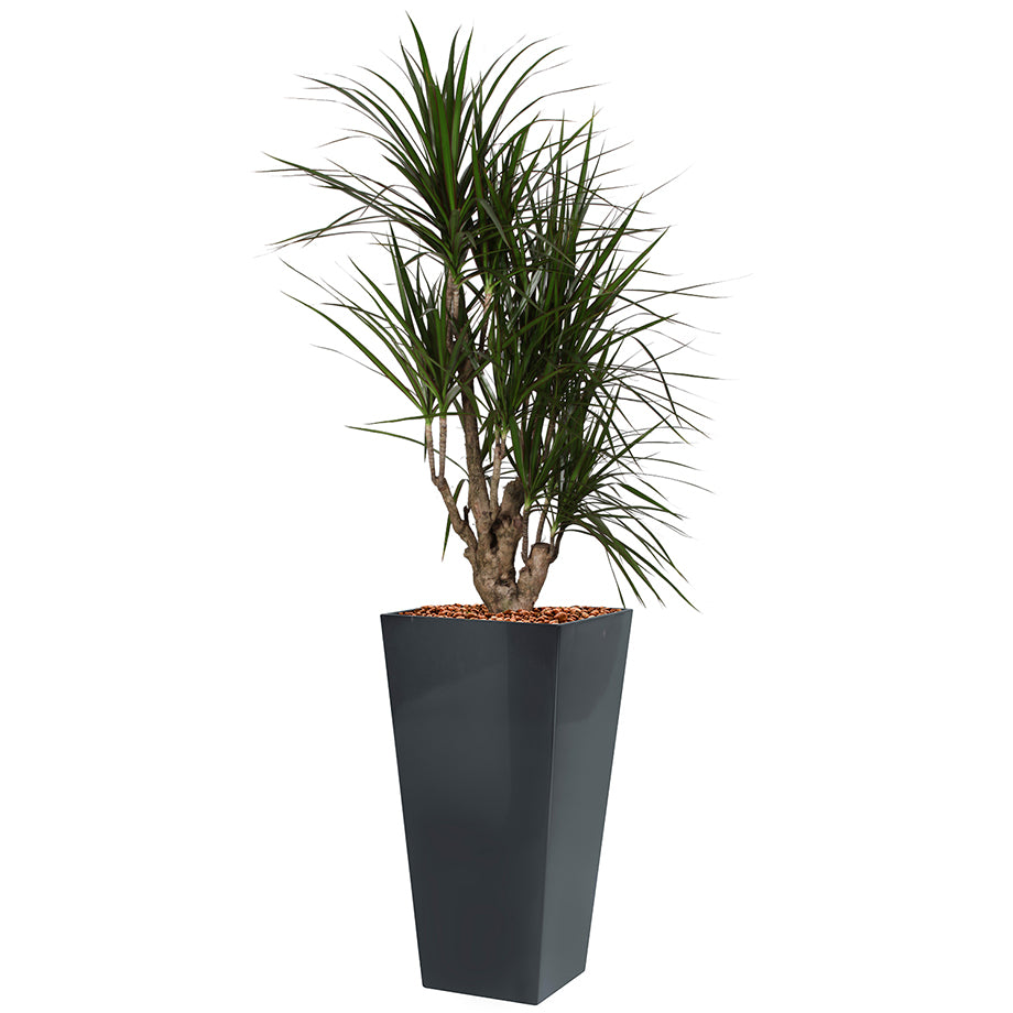 Dracaena Marginarta in anthracite square Potz container