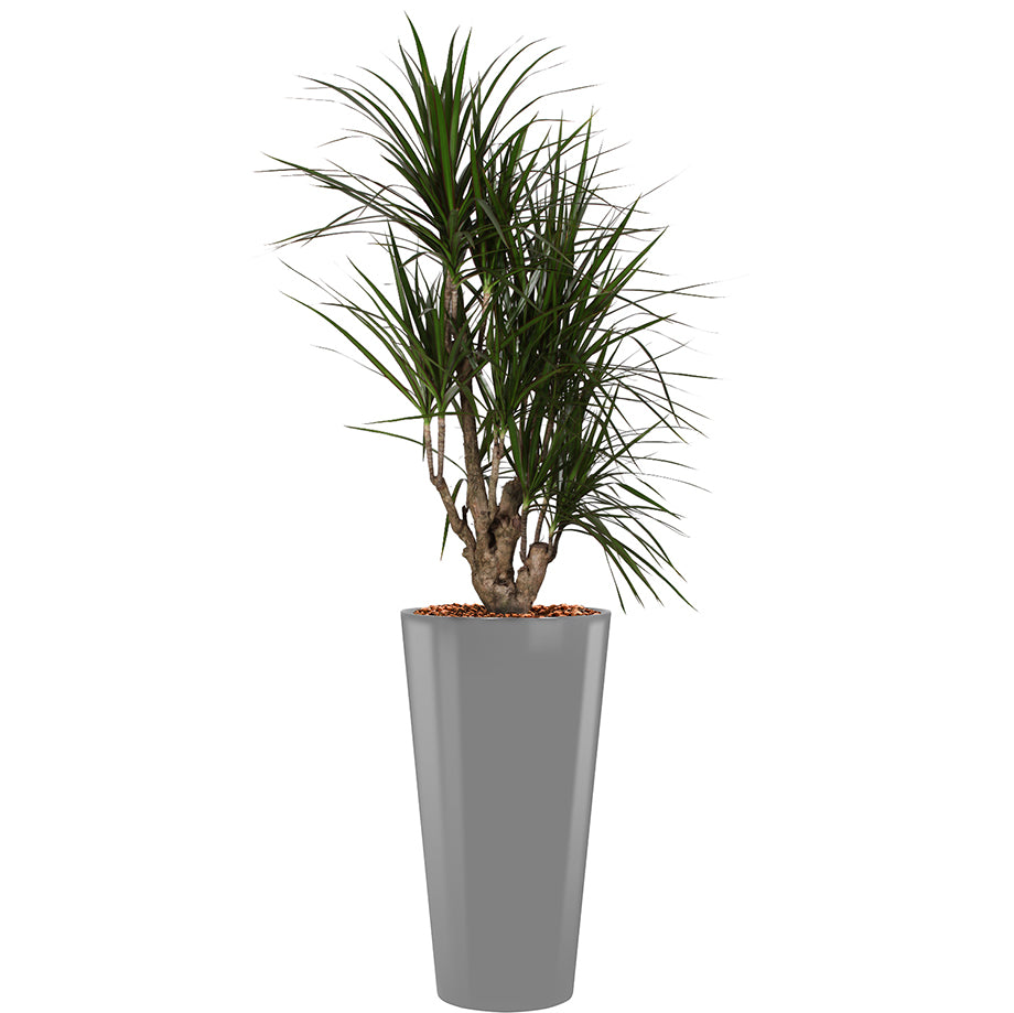 Dracaena Marginarta in silver round Potz container