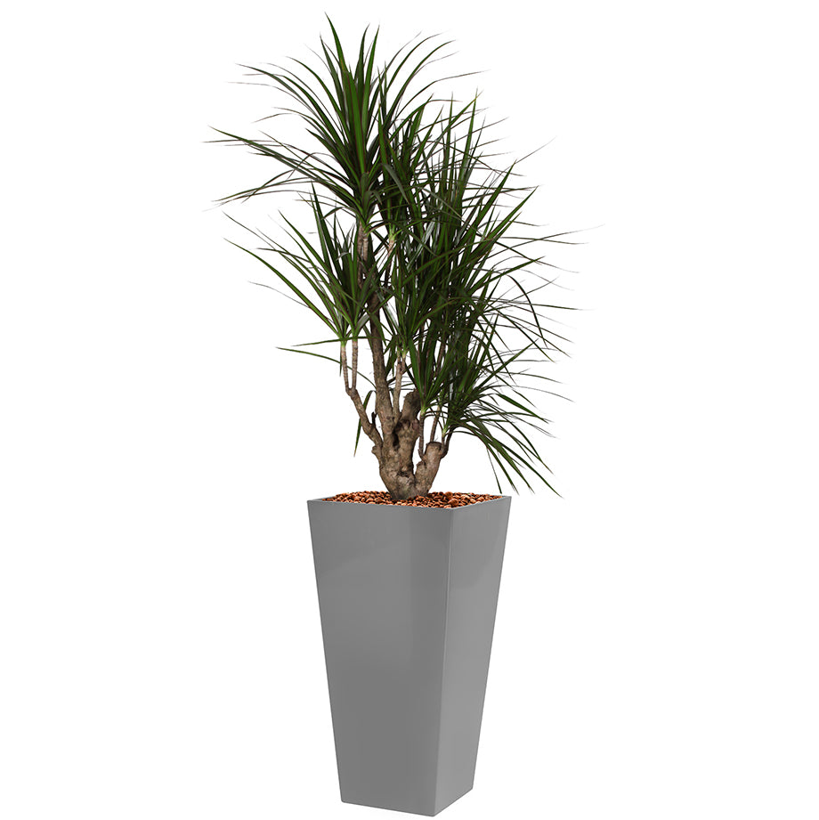 Dracaena Marginarta in silver square Potz container