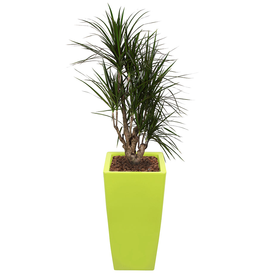 Dracaena Marginarta in Lime Green square Ritz container