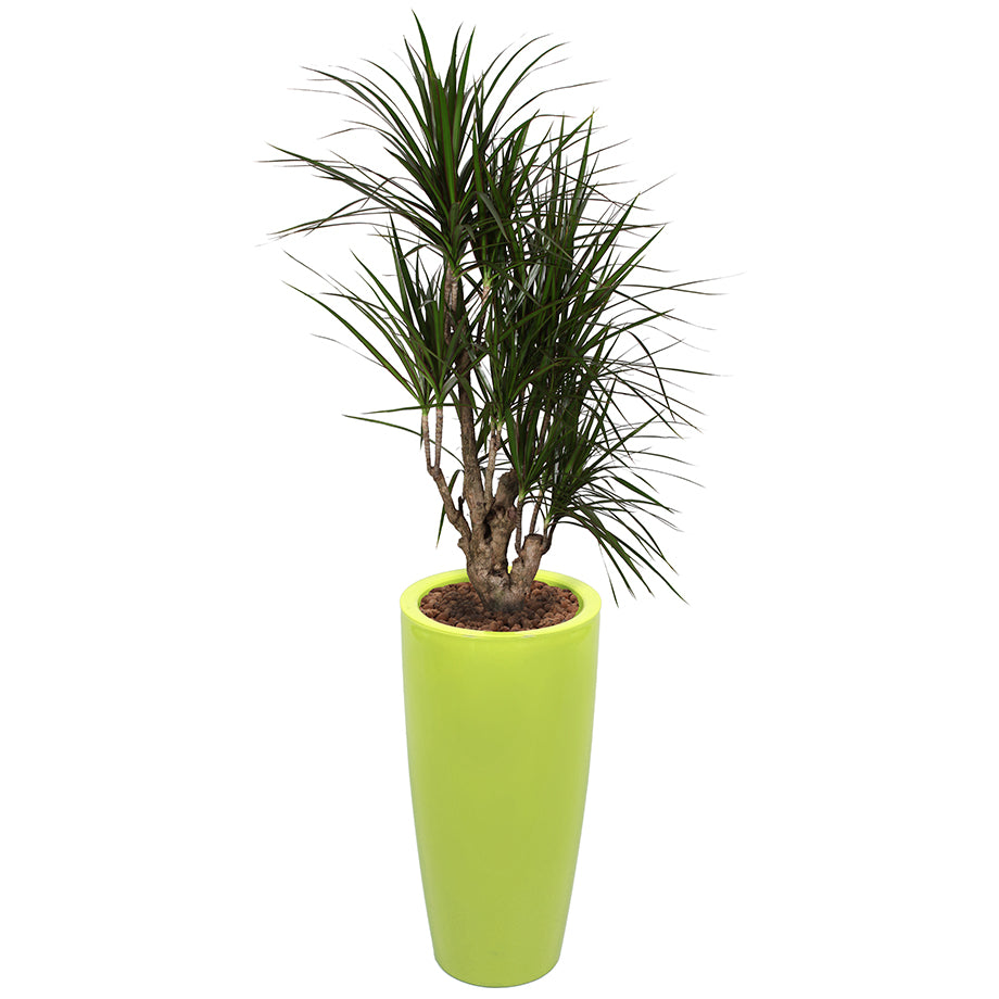Dracaena Marginarta in Lime Green round Ritz container