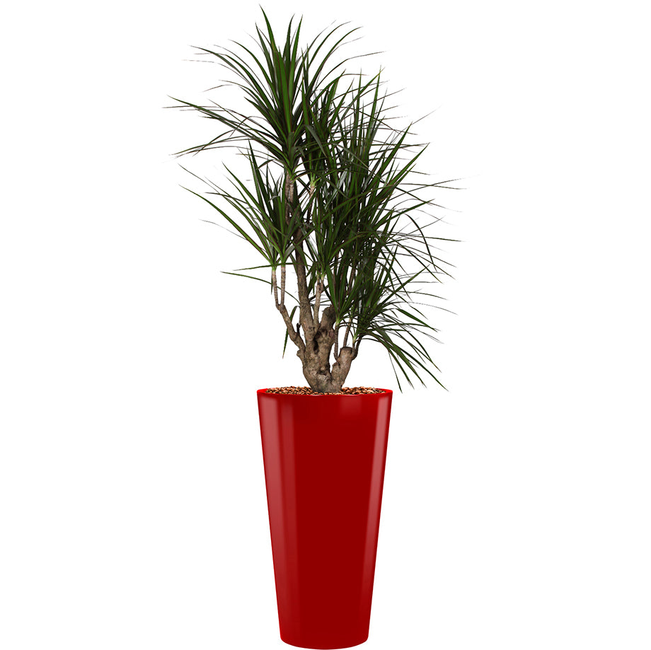 Dracaena Marginarta in red round Potz container