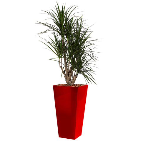Dracaena Marginarta in red square Potz container