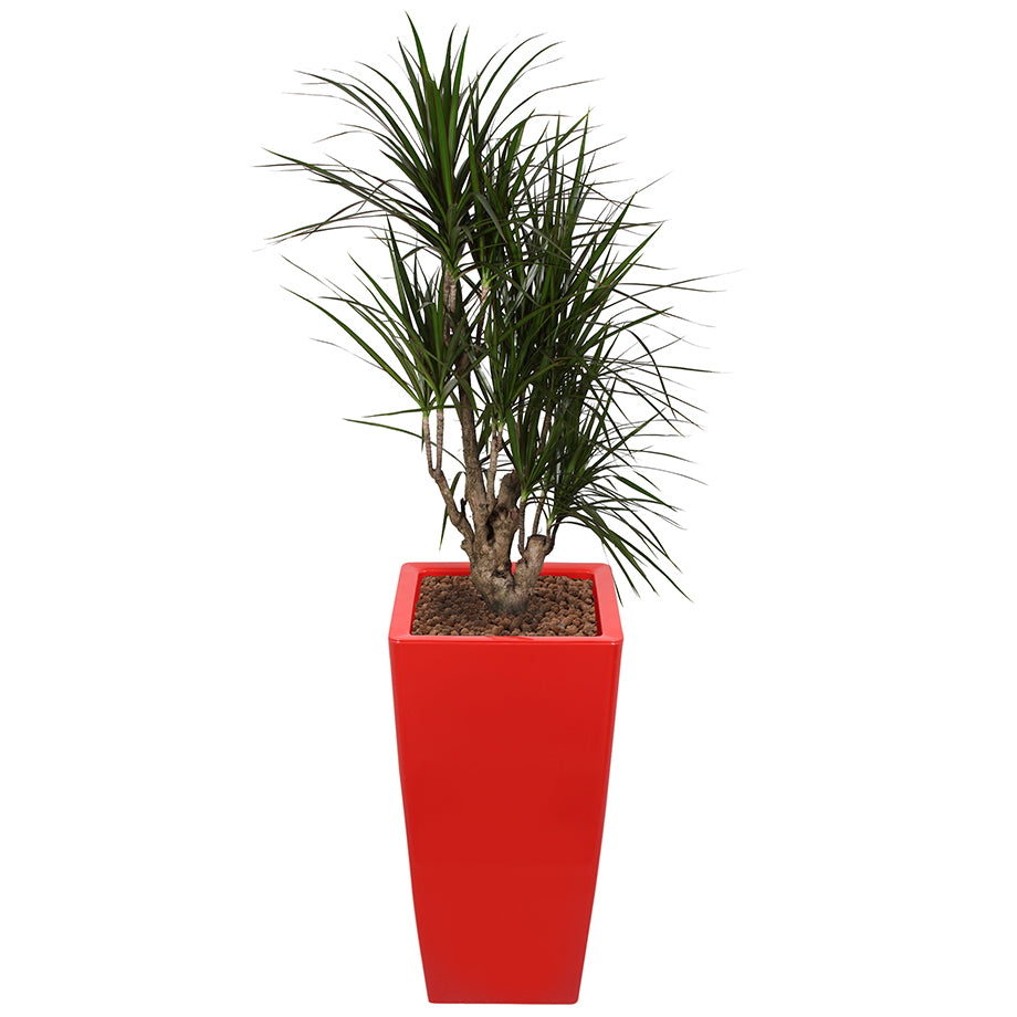 Dracaena Marginarta in Red square Ritz container