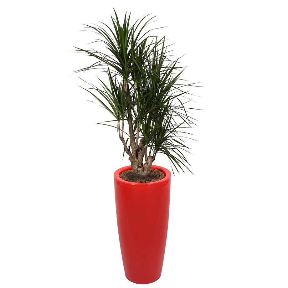 Dracaena Marginarta in red round Ritz container