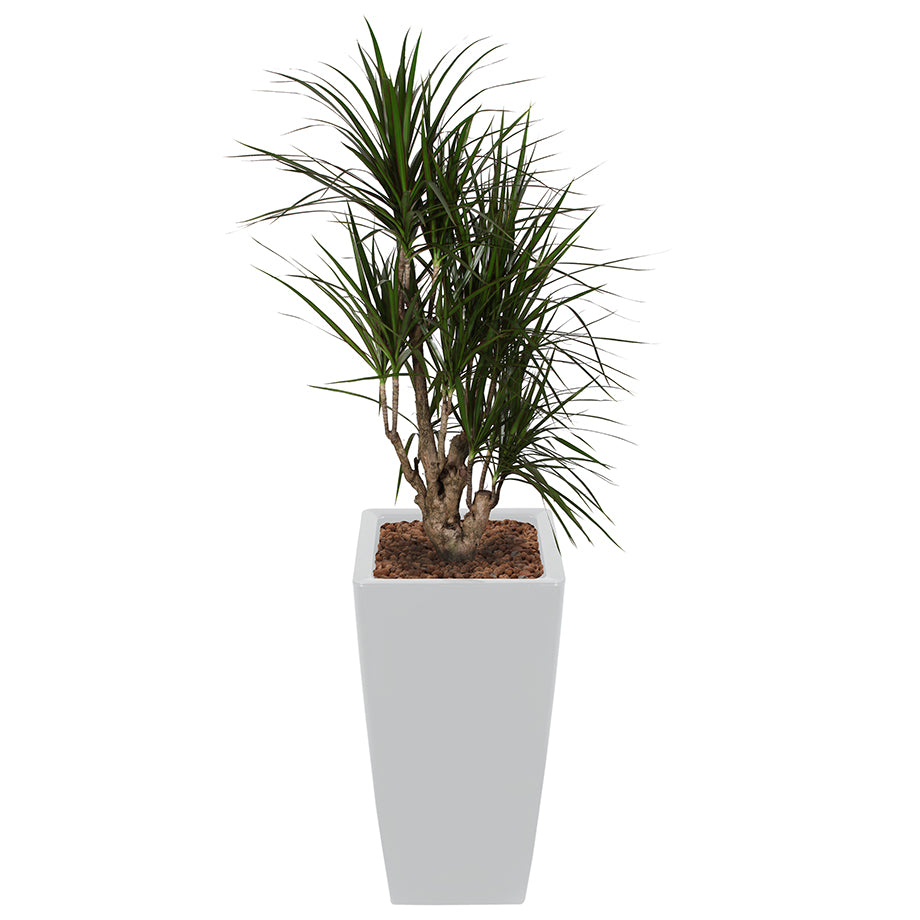 Dracaena Marginarta in silver square Ritz container