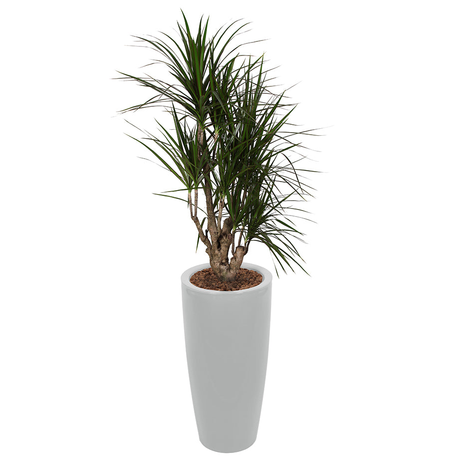 Dracaena Marginarta in silver round Ritz container