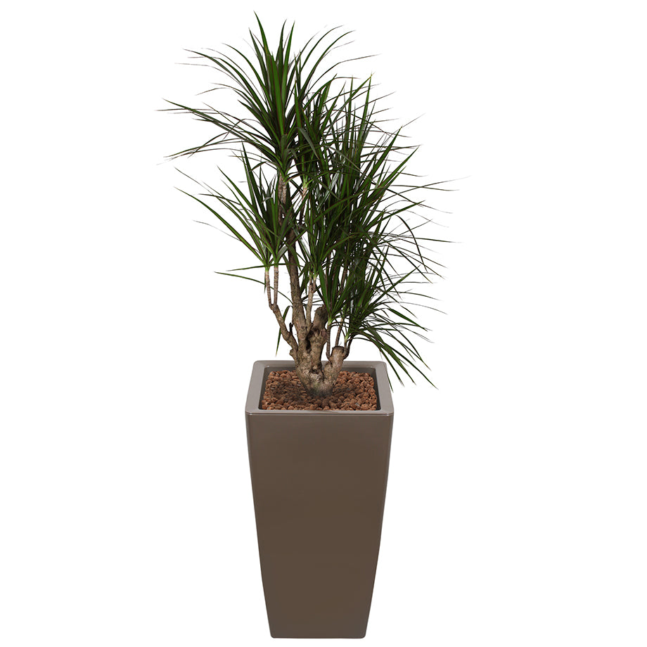 Dracaena Marginarta in Taupe square Ritz container