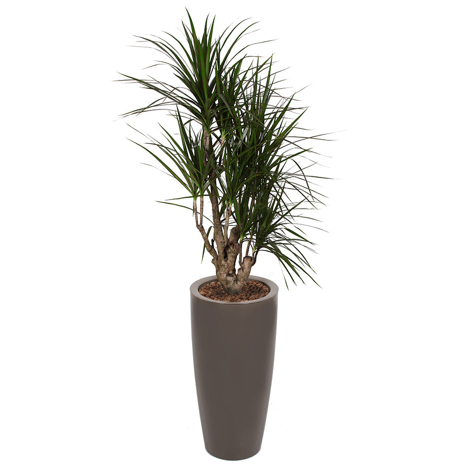 Dracaena Marginarta in Taupe round Ritz container