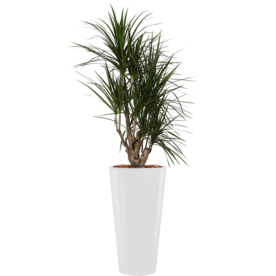 Dracaena Marginarta in white round Potz container