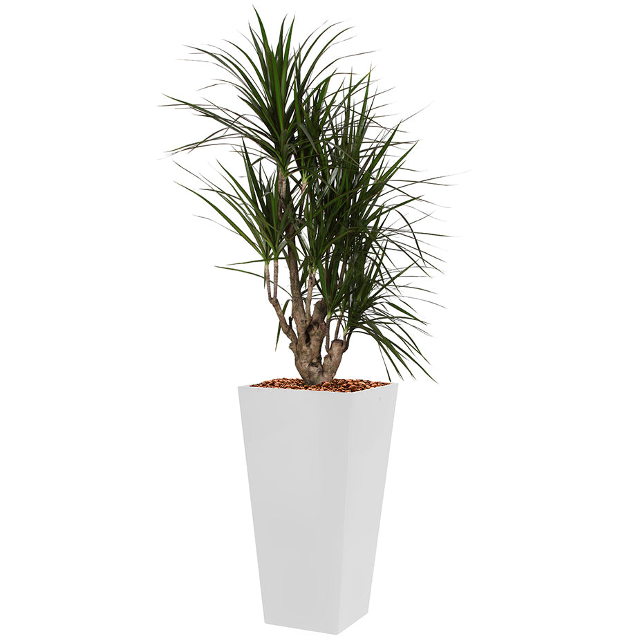 Dracaena Marginarta in white square Potz container