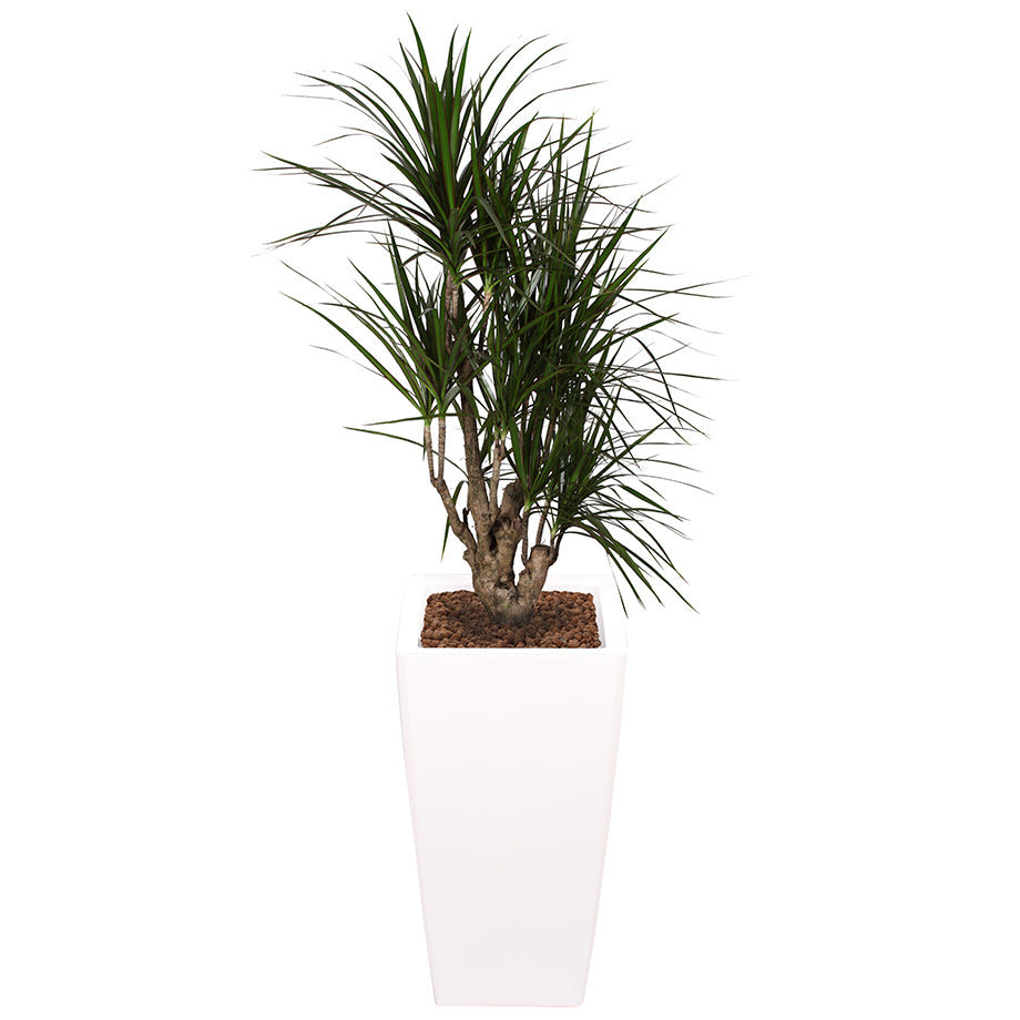 Dracaena Marginarta in White square Ritz container