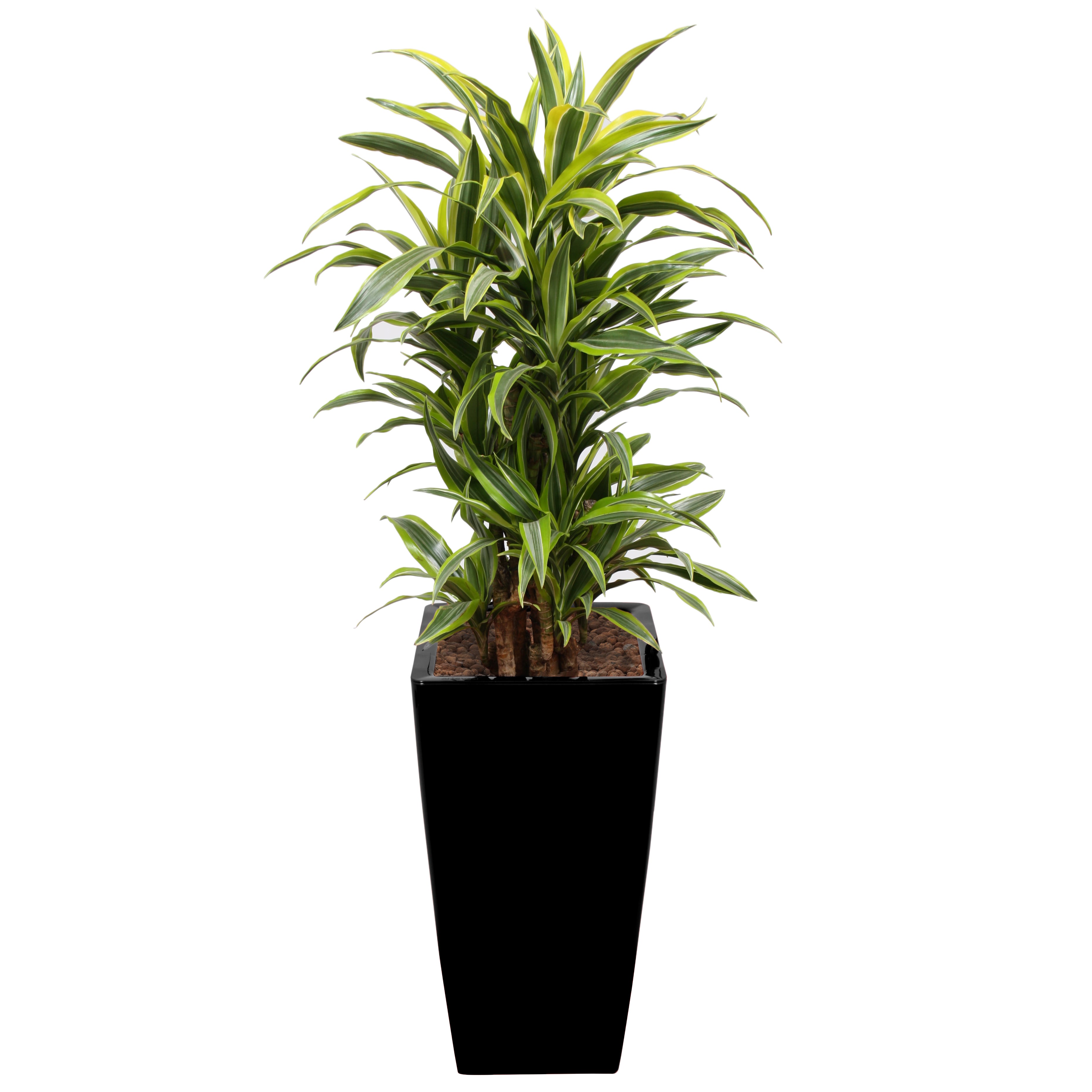 Dracaena Fragrans Gold Coast in black square Ritz