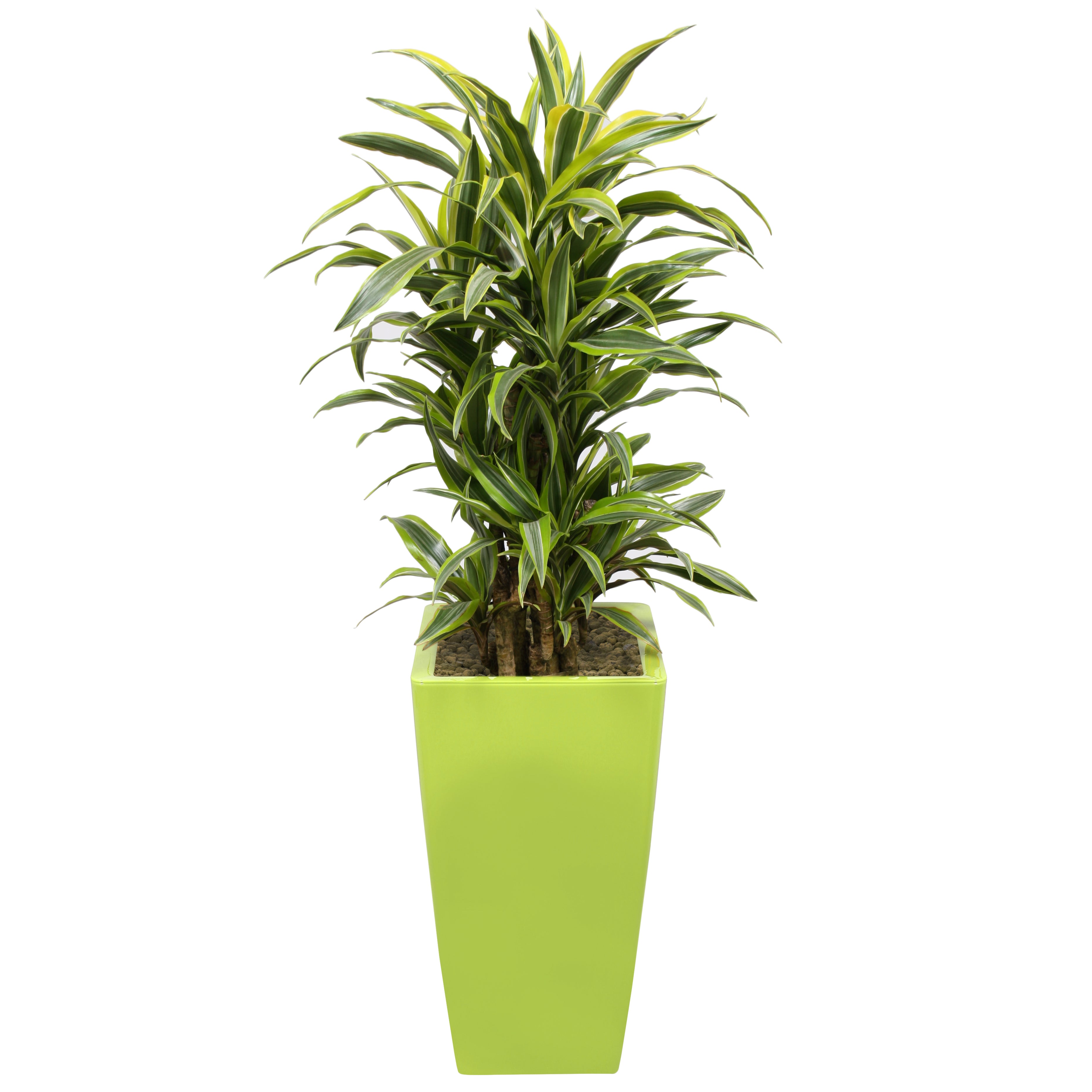 Dracaena Fragrans Gold Coast in Lime Green square Ritz