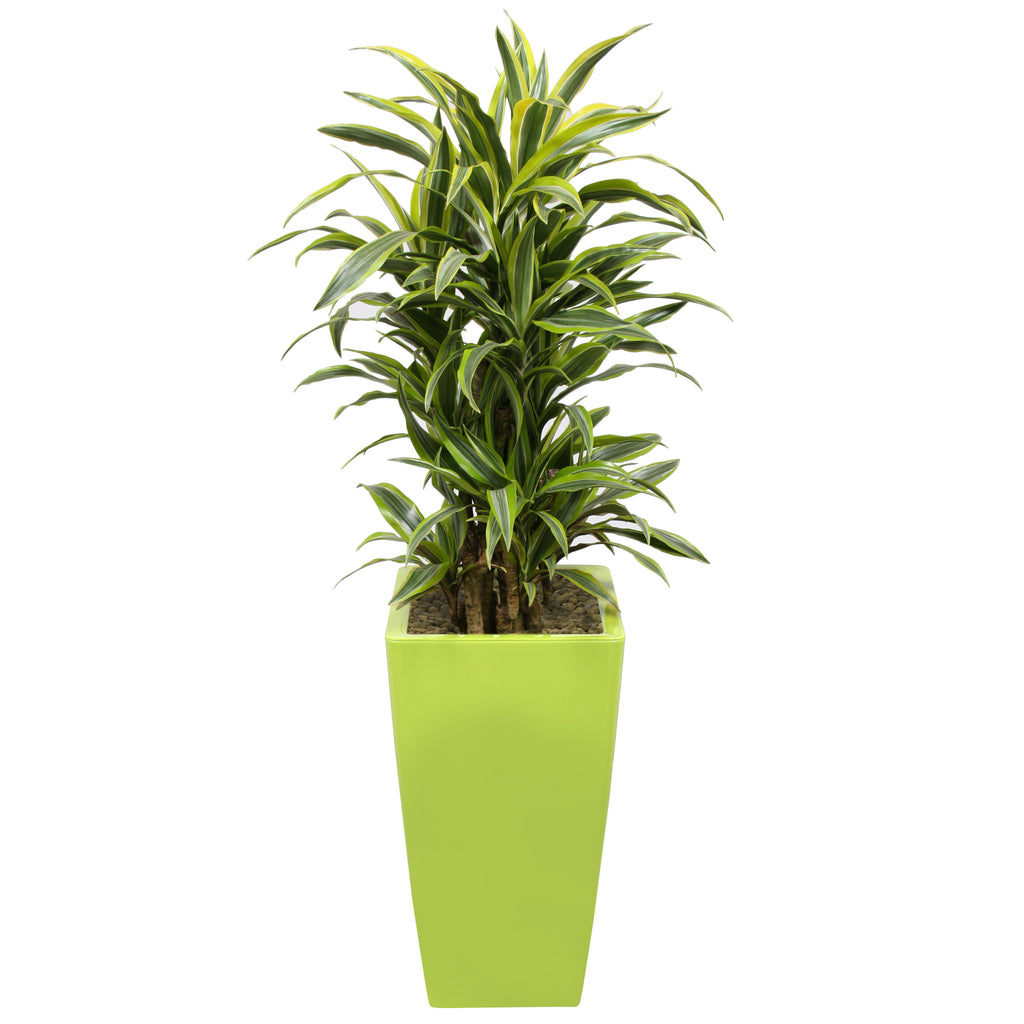 Dracaena Fragrans Gold Coast in Lime Green square Ritz