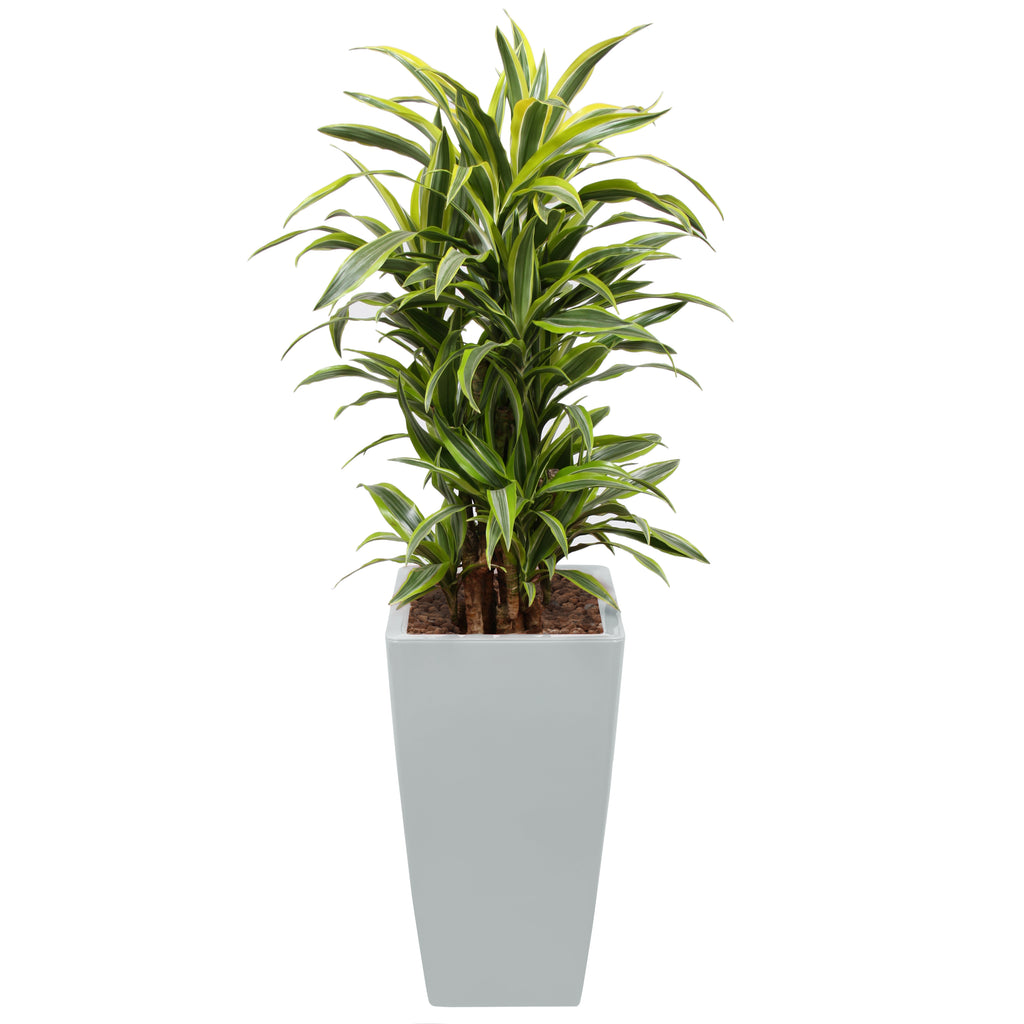 Dracaena Fragrans Gold Coast in Square Silver Ritz