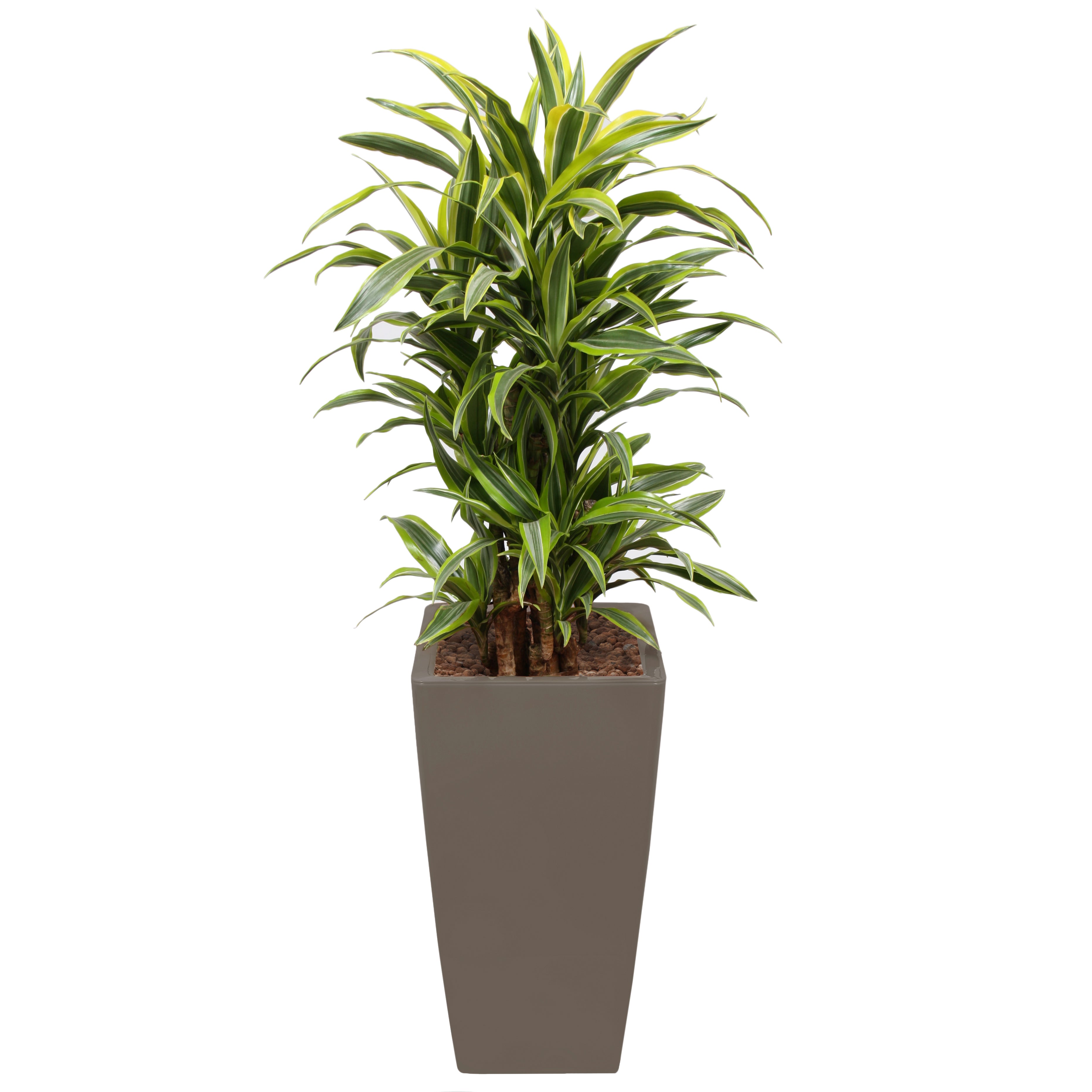 Dracaena Fragrans Gold Coast in Taupe square Ritz